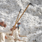 Xinjiang Cotton